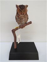 藏品(黃嘴角鴞)的圖片